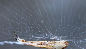 Jak pająki snują sieci? Sztuczna inteligencja pomaga naukowcom rozwiązać zagadkę