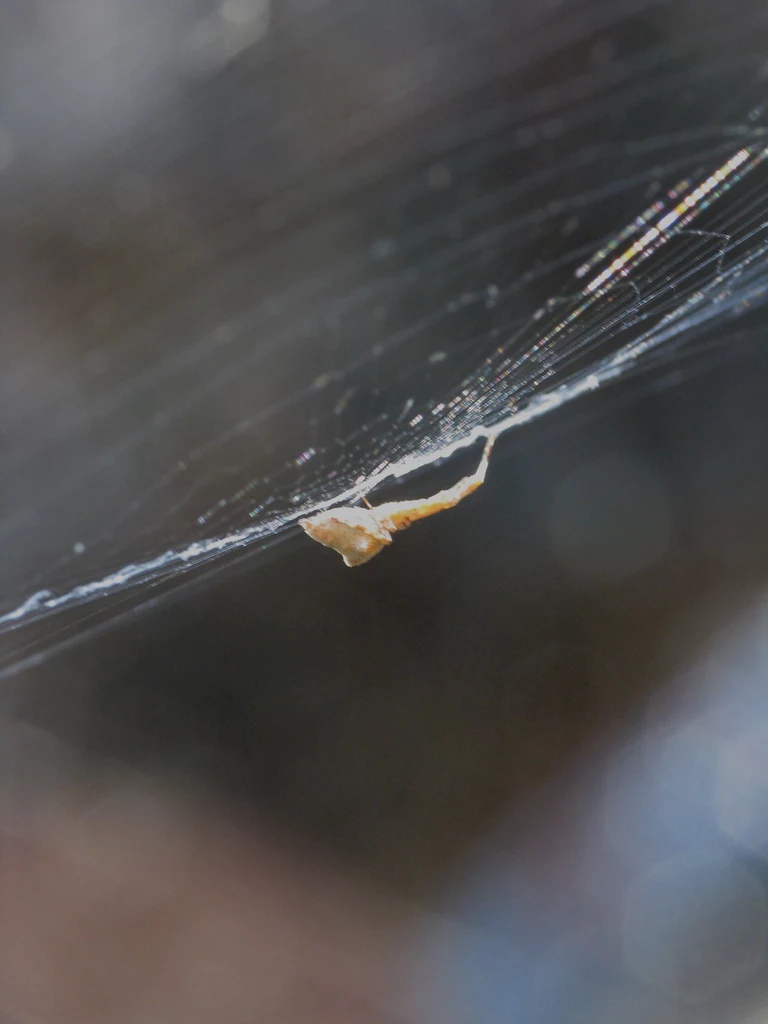 W badaniu wykorzystano pająki z gatunku uloborus diversus