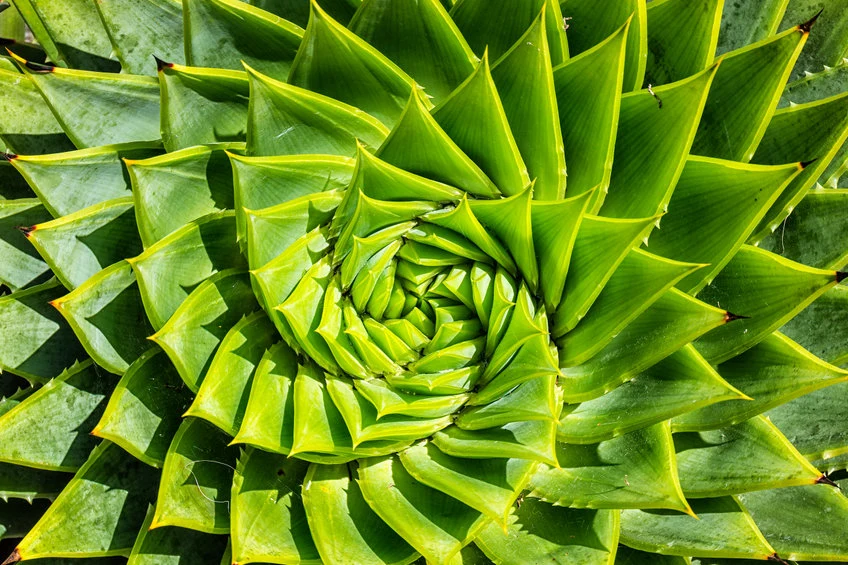 Aloes - jak wykorzysta go w kuchni? Zastosowanie, waciwoci, przepisy -  Kobieta w INTERIA.PL