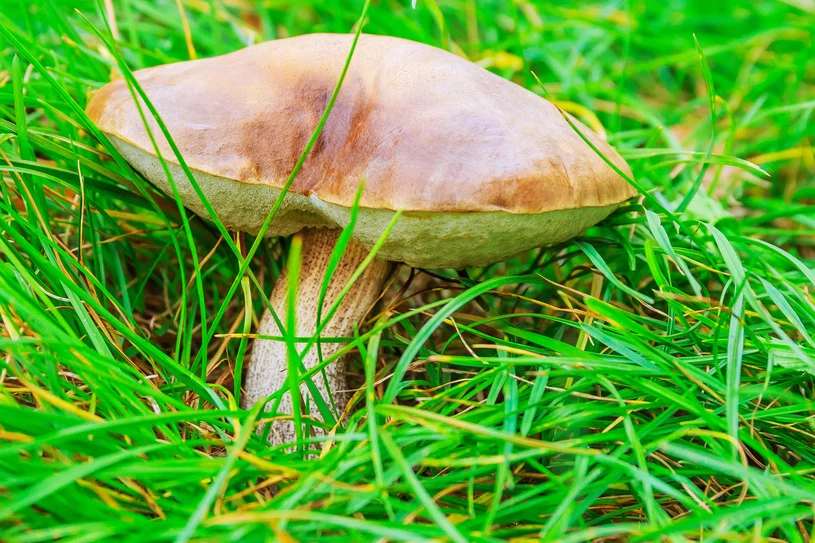 Jesienią liczba dostępnych gatunków grzybów jest ograniczona, ale wciąż jest ich sporo