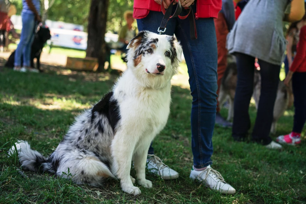 Umaszczenie merle jest coraz popularniejsze. Występowanie tego umaszczenia nie jest groźne. Problem pojawia się wtedy, kiedy skrzyżuje się ze sobą dwa psy posiadające ten sam gen