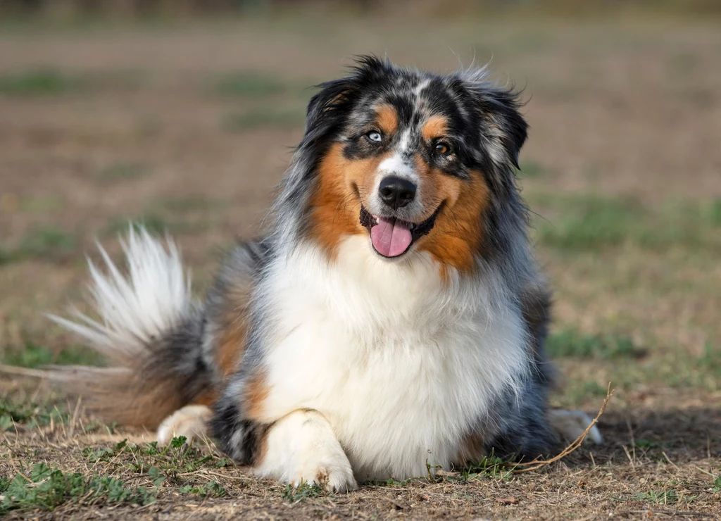 U psów z umaszczeniem merle często występuje heterochromia, czyli różnobarwne tęczówki oka