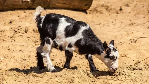 Młoda koza karpacka