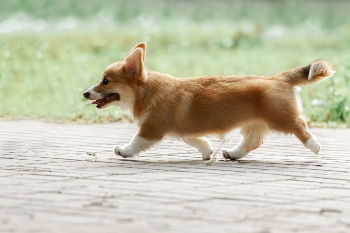 Ekipa dezynfekująca zabiła psa rasy corgi (zdj. ilustracyjne) Ekipa dezynfekująca zabiła psa rasy corgi (zdj. ilustracyjne)