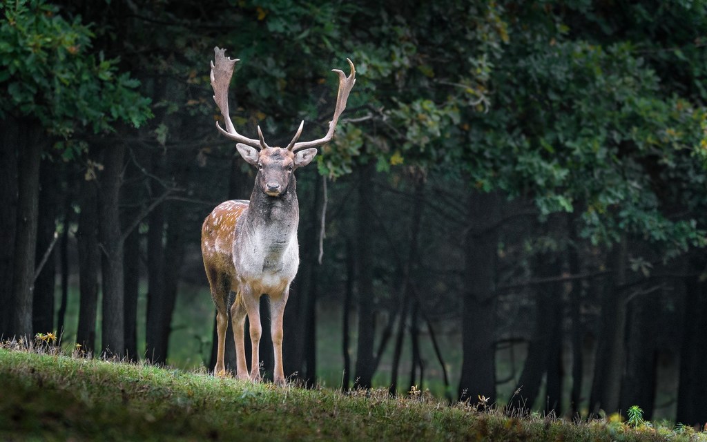 Koronawirusa mogą roznosić m.in. jelenie