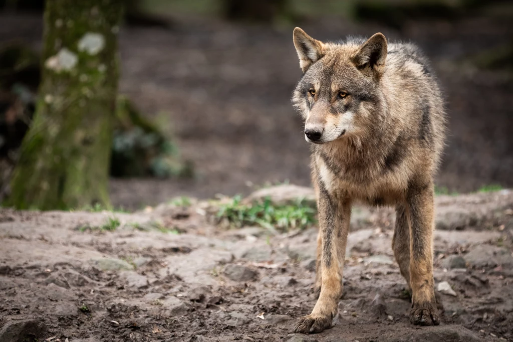 Wilki w Polsce objęte są ochroną. Za wyrządzone przez nie szkody Skarb Państwa wypłaca odszkodowania. W 2021 r. kwota ta wyniosła ok. 1,7 mln zł