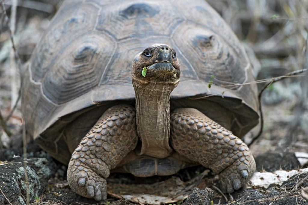 Żółw słoniowy z Galapagos /Fot. Gunter Fischer