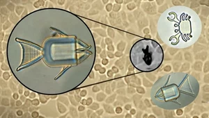 Te mikroroboty zwalczają raka bezpośrednio wewnątrz organizmu