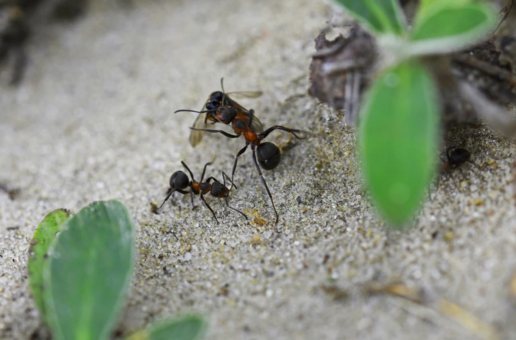 Mrówki (zdjęcie ilustracyjne).
