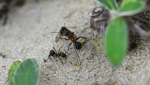 Mrówki całują się, żeby wymieniać ślinę z drogocennymi substancjami