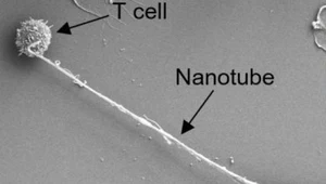 Odkryto nowy mechanizm działania komórek nowotworowych