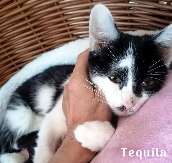 Podopieczna SOS KOTY Mielec, Tequila Podopieczna SOS KOTY Mielec, Tequila