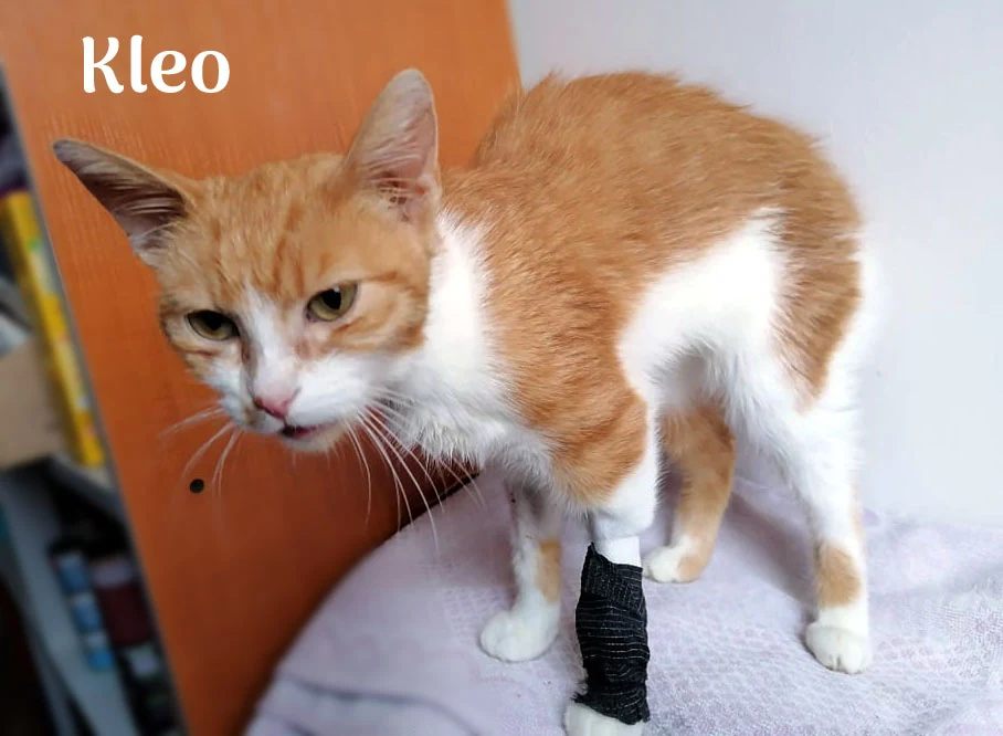Do pełni sił w Pu-chatce wracała także Kleo Do pełni sił w Pu-chatce wracała także Kleo