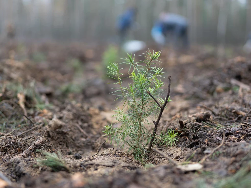 W Poznaniu rozpoczęło się sadzenie lasu węglowego o powierzchni 18 ha. Nasadzenia mają zrekompensować ślad węglowy fabryk Volkswagen