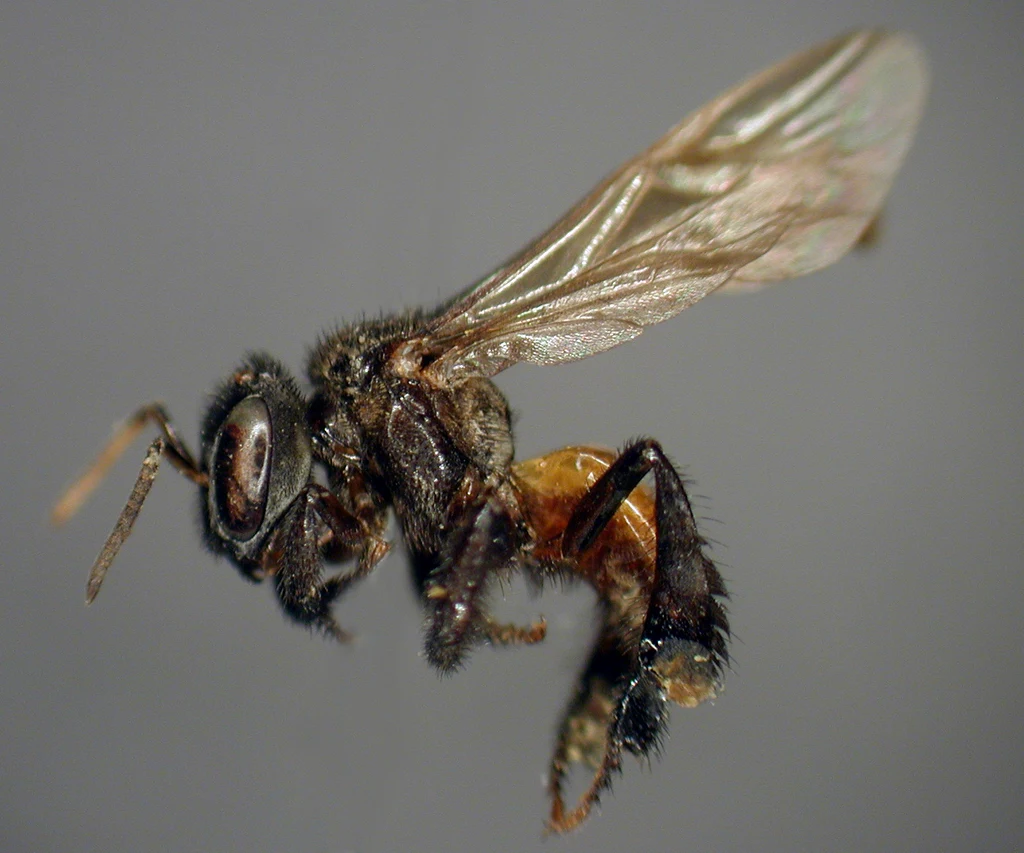 Mięsożerne pszczoły pokarm przechowują w ulach, tak jak miód
