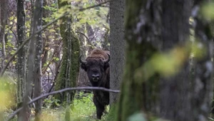 Puszcza Białowieska – dlaczego warto ją chronić? Wojna o wycinkę nadal trwa