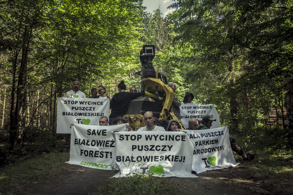 Polskie organizacje ekologiczne od lat walczą o ochronę Puszczy. Organizowane są m.in. obywatelskie spacery oraz blokady ciężkich maszyn wycinających drzewa. Ekolodzy protestowali też na siedzibie Ministerstwa Środowiska. Cały czas trwa także akcja "Cała Puszcza Białowieska Parkiem Narodowym"