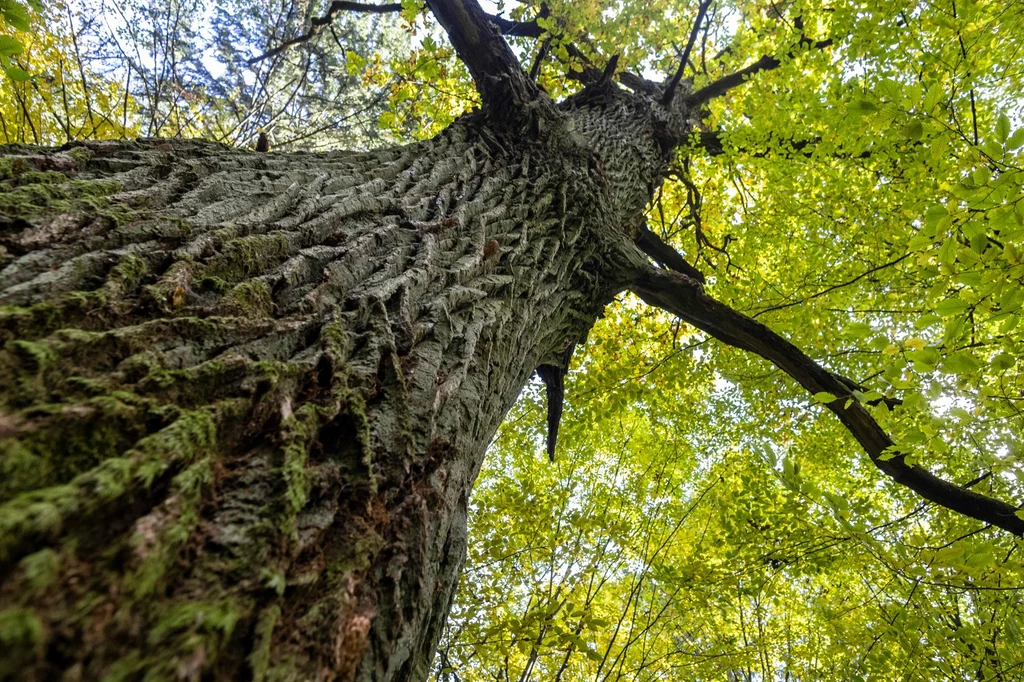 W Puszczy Białowieskiej występuje aż 21 różnych gatunków drzew liściastych