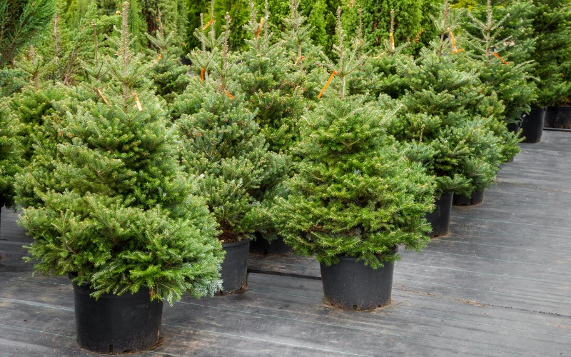 Żywe choinki są często wybierane do ozdoby domu w Boże Narodzenie