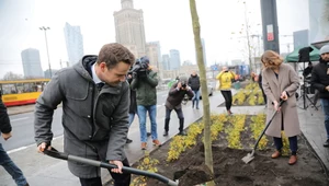 Warszawa: Na rondzie Dmowskiego przybędzie 58 drzew