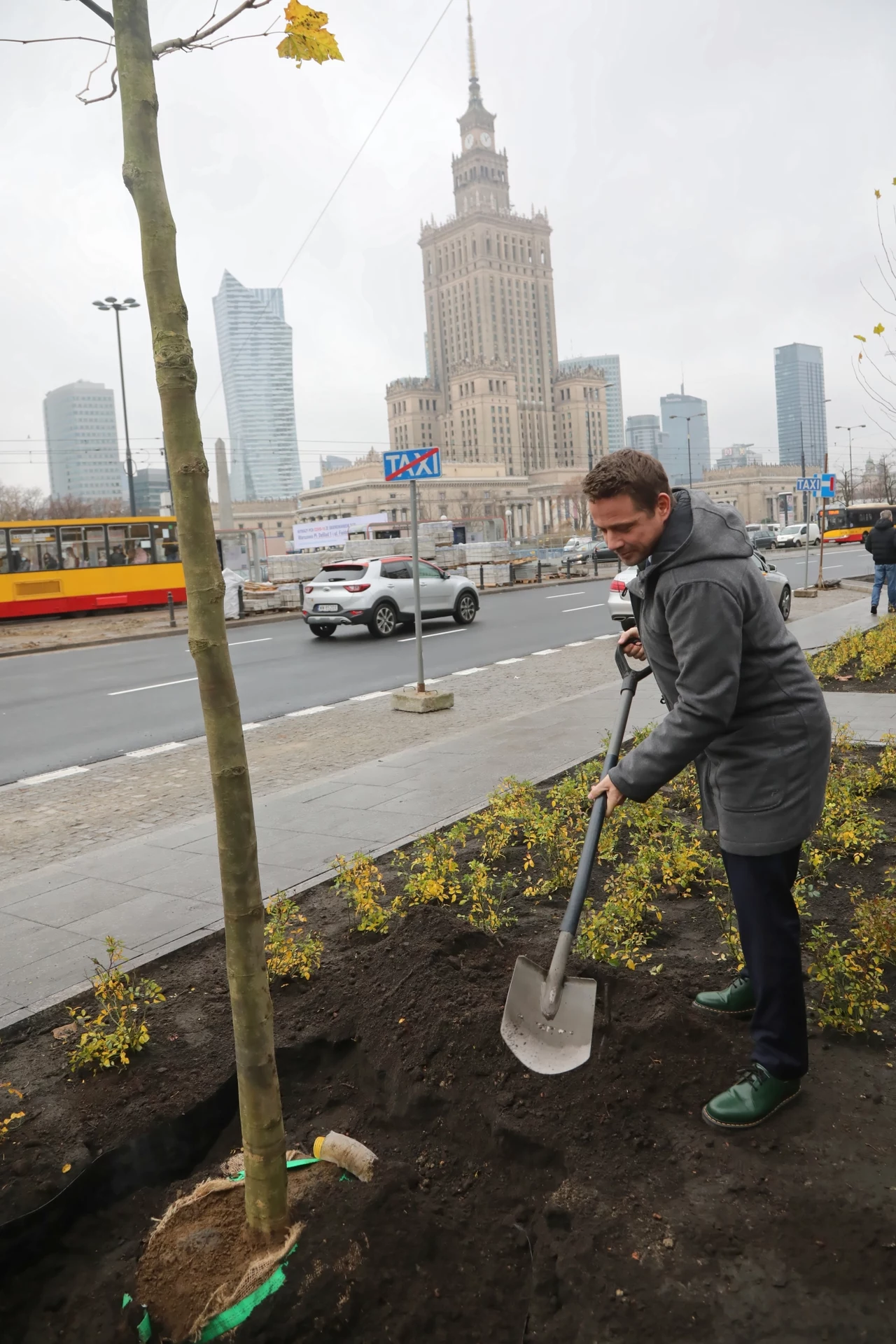 Drzewa na rondzie Dmowskiego to tylko część planów stołecznego ratusza w kwestii zazieleniania centrum miasta Drzewa na rondzie Dmowskiego to tylko część planów stołecznego ratusza w kwestii zazieleniania centrum miasta