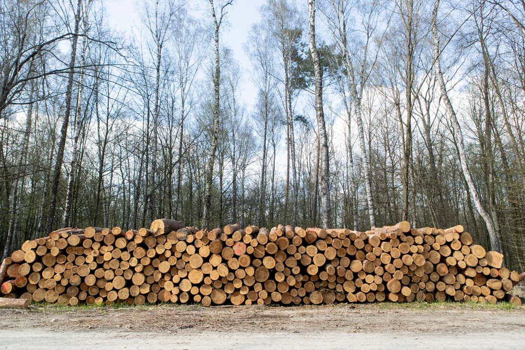 Drewno w lesie (zdjęcie ilustracyjne).