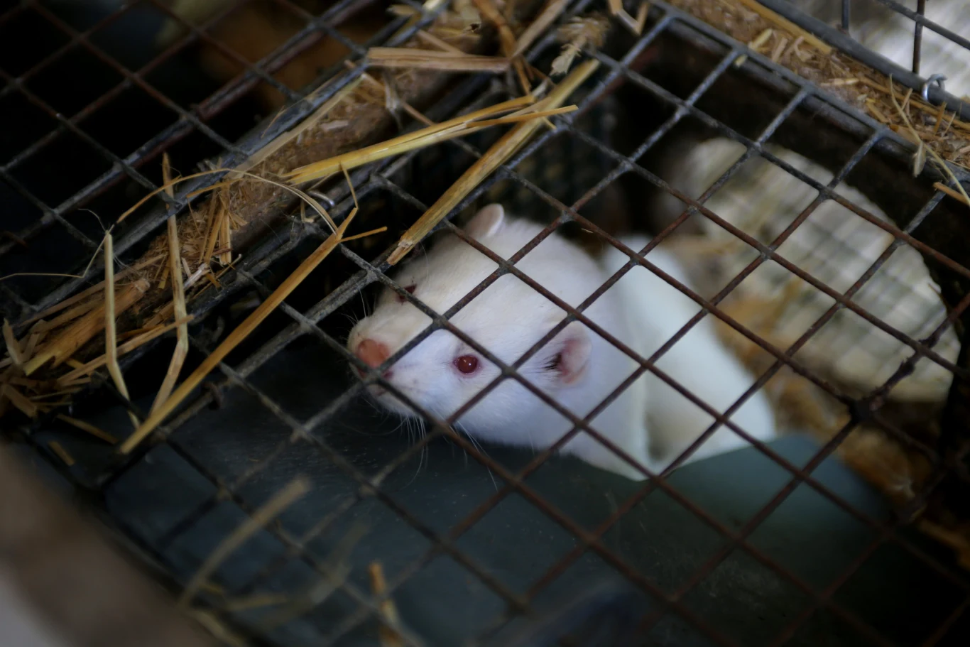 Norki hodowane na futro są wrzucane jedna po drugiej do komory i gazowane tlenkiem węgla Norki hodowane na futro są wrzucane jedna po drugiej do komory i gazowane tlenkiem węgla