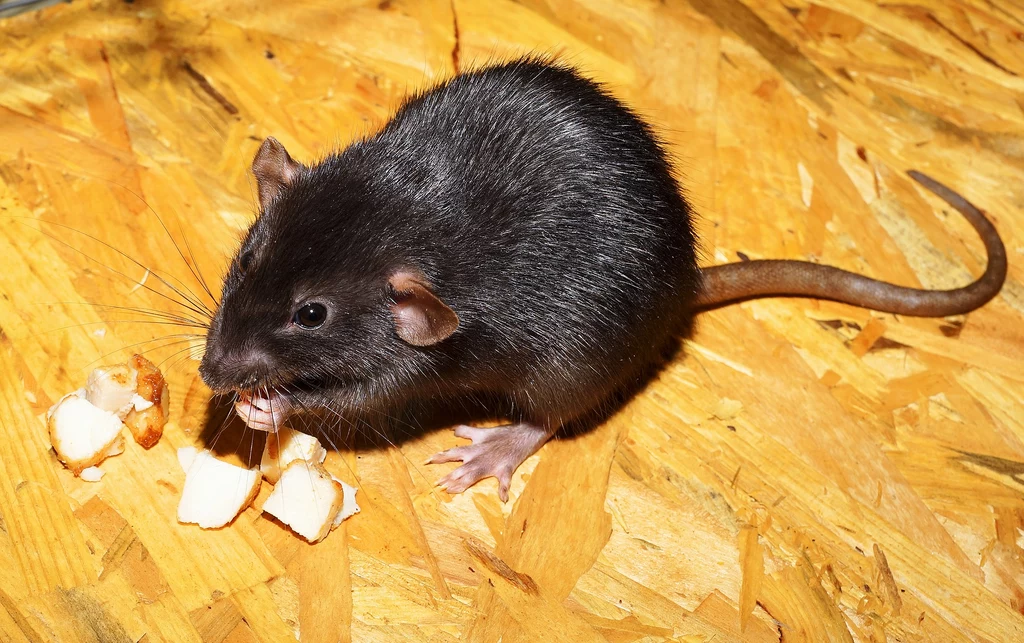 Szczury stają się coraz większym problemem w Hiszpanii