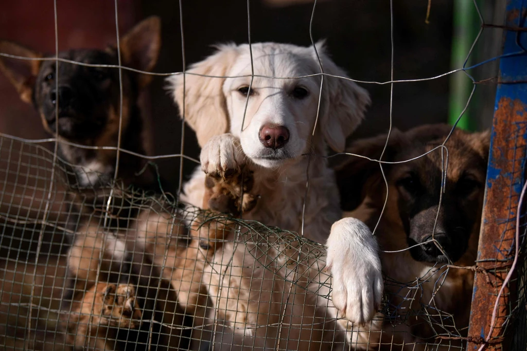 W Kosowie nadal jest około 10 tys. bezpańskich psów