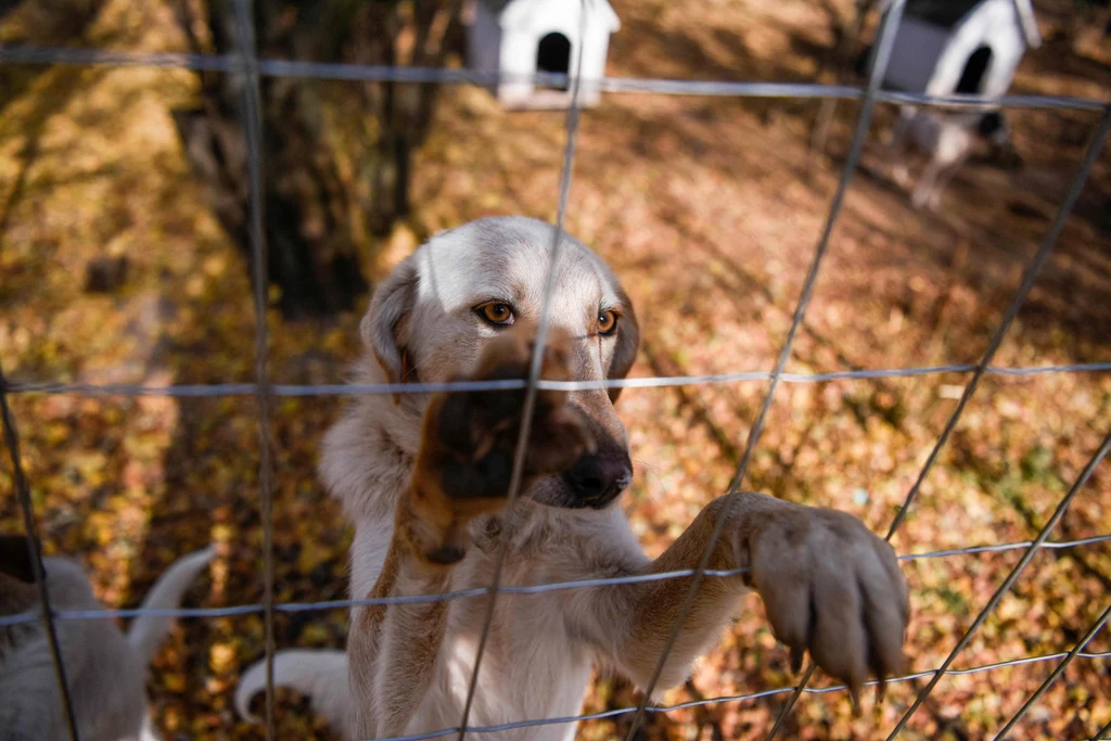 Bezpańskich psów w Kosowie przybyło po wojnie
