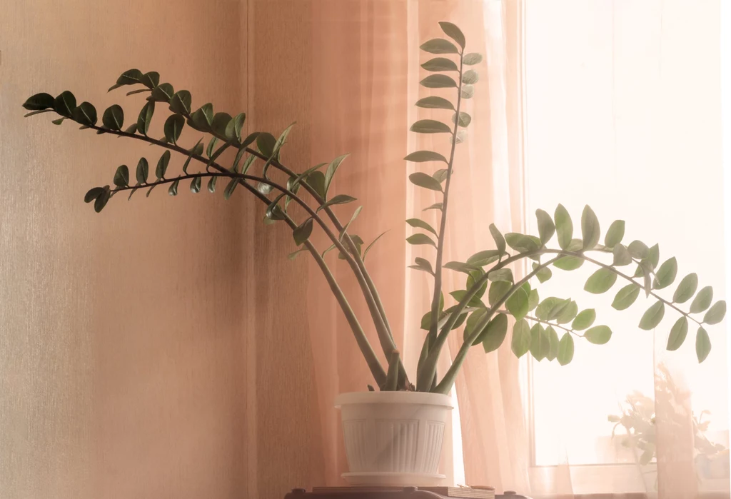 Zamiokulkas to idealna roślina dla zapominalskich