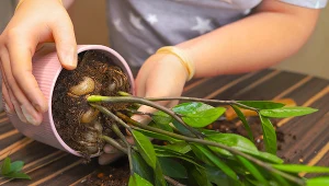 To najlepsze podłoże do zamiokulkasa. Będzie w nim rósł, jak na drożdżach
