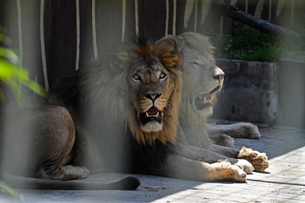 Para lwów z zoo w Zagrzebiu zachorowała na COVID-19. Zwierzęta zaraziły się koronawirusem od swojego opiekuna