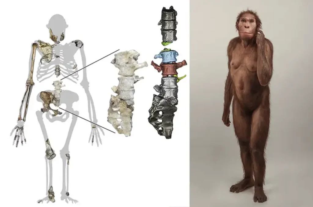 Australopithecus sediba odkrywa kolejne tajemnice