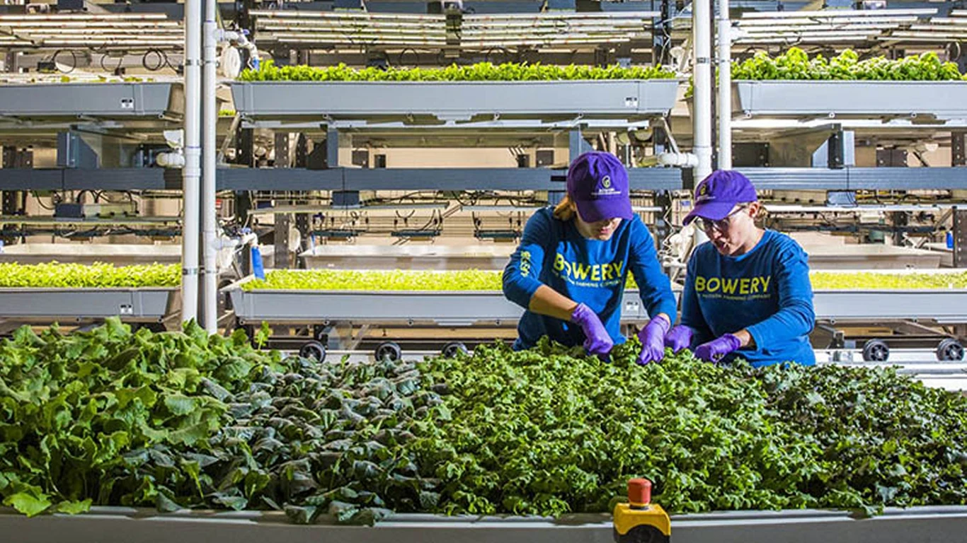 NASA eksperymentuje z wertykalnymi farmami NASA eksperymentuje z wertykalnymi farmami