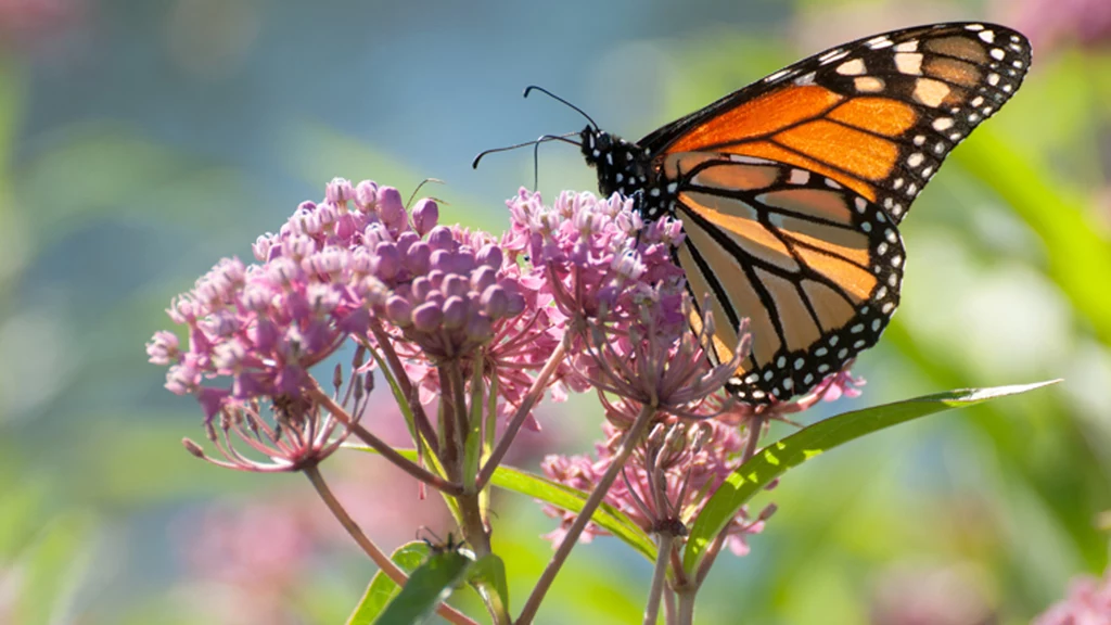 Motyl monarcha to jeden z niewielu gatunków odpornych na toksyny trojeści. Trujące substancje są magazynowane w ciele motyla i pozwalają bronić się przed drapieżnikami. Wybrane owady i zwierzęta wykształciły jednak geny, które pozwalają im żywić się monarchami