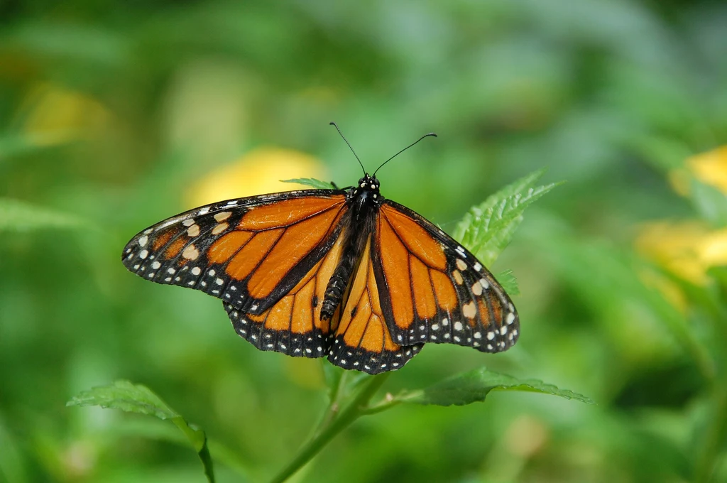 Zwierzęta i insekty, dzięki ewolucji, mogą dostosować się nawet to trawienia toksyn