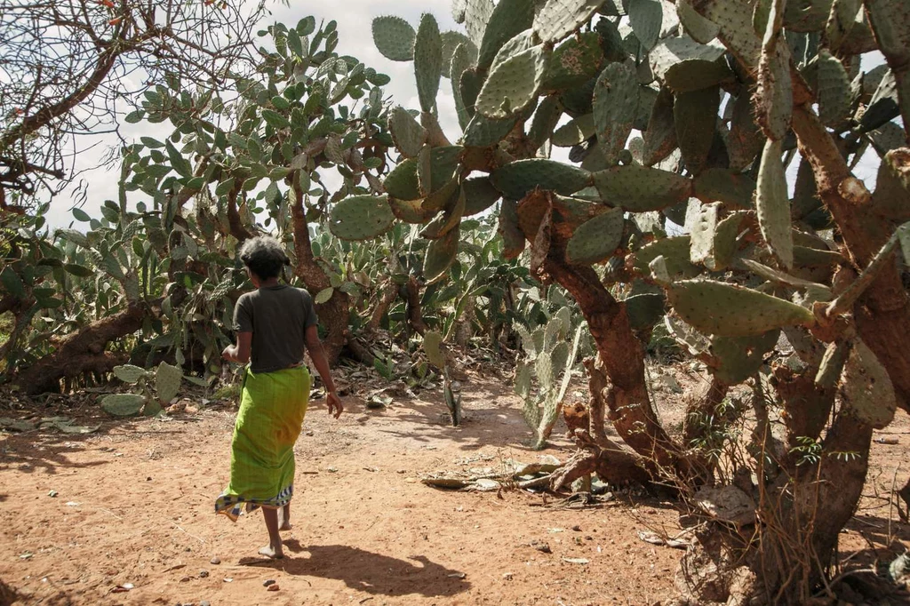 50-letnia kobieta na Madagaskarze idąca pozyskać kaktusy do przygotowania ich jako posiłku dla siebie i swoich dzieci. Madagaskar doświadcza pierwszej na świecie klęski głodu, która jest wynikiem zmiany klimatu.