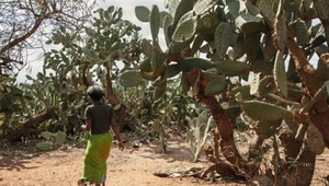 50-letnia kobieta na Madagaskarze idąca pozyskać kaktusy do przygotowania ich jako posiłku dla siebie i swoich dzieci. Madagaskar doświadcza pierwszej na świecie klęski głodu, która jest wynikiem zmiany klimatu.