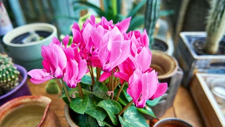 Domowy nawóz do cyklamenu z mandarynek może zdziałać cuda. Nie zdziw się, gdy twoja zmarniała roślina bujnie po nim zakwitnie