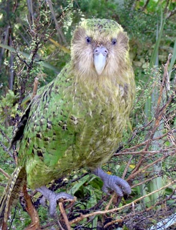 Kakapo