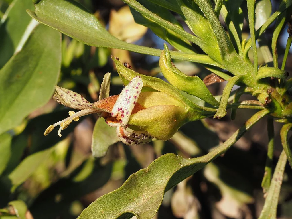 Eremophila galeata