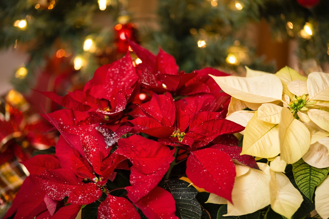 Poinsecja, czyli Gwiazda Betlejemska to jedna z roślin kojarzących się z okresem świątecznym