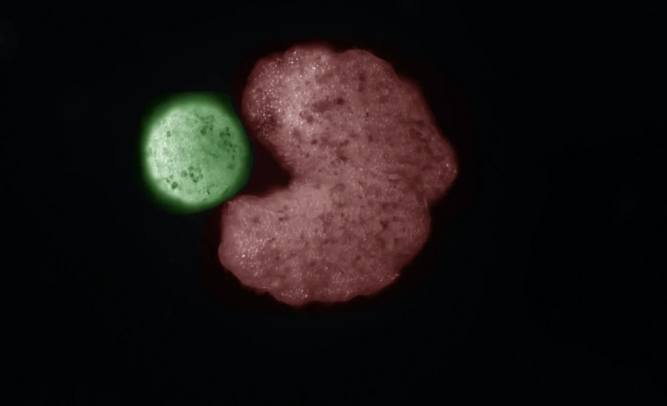 Sztuczna inteligencja zaprojektowała idealny organizm macierzysty do samoreplikacji Sztuczna inteligencja zaprojektowała idealny organizm macierzysty do samoreplikacji