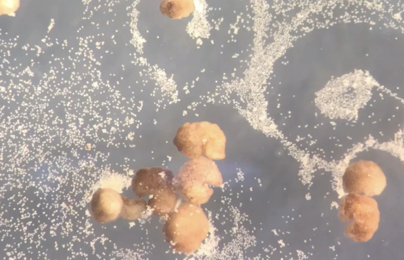 Zaprojektowane ksenoboty mogą się poruszać i łączyć w większe grupy Zaprojektowane ksenoboty mogą się poruszać i łączyć w większe grupy