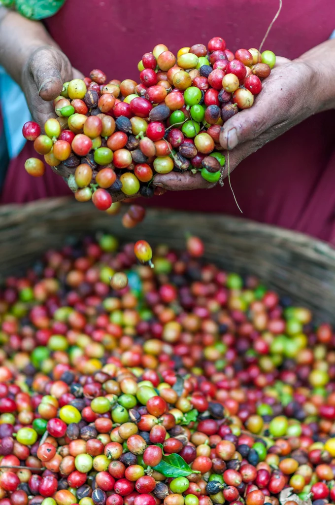 Kawa jest uprawiana w wielu krajach na całym świecie. Arabika i robusta wymagają jednak specjalnych warunków klimatycznych do wzrostu i są podatne na choroby