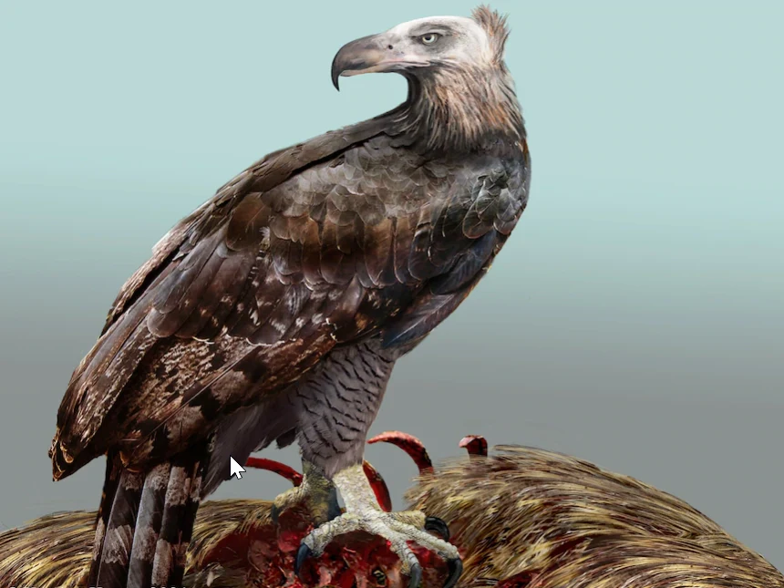 Prawdopodobnie był to największy orzeł w historii Prawdopodobnie był to największy orzeł w historii