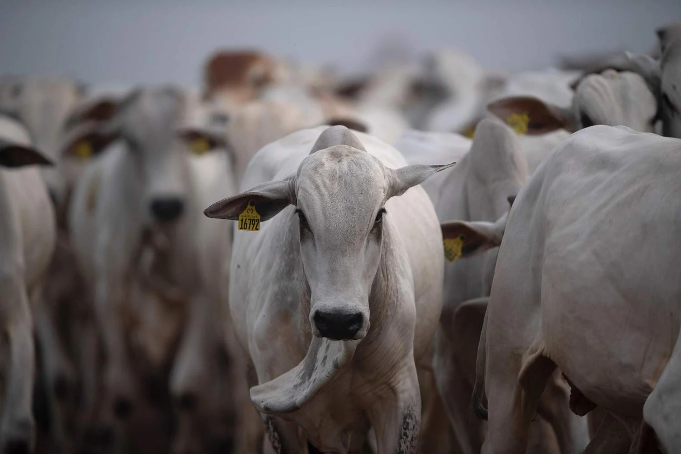 Bydło na farmie w Brazylii.