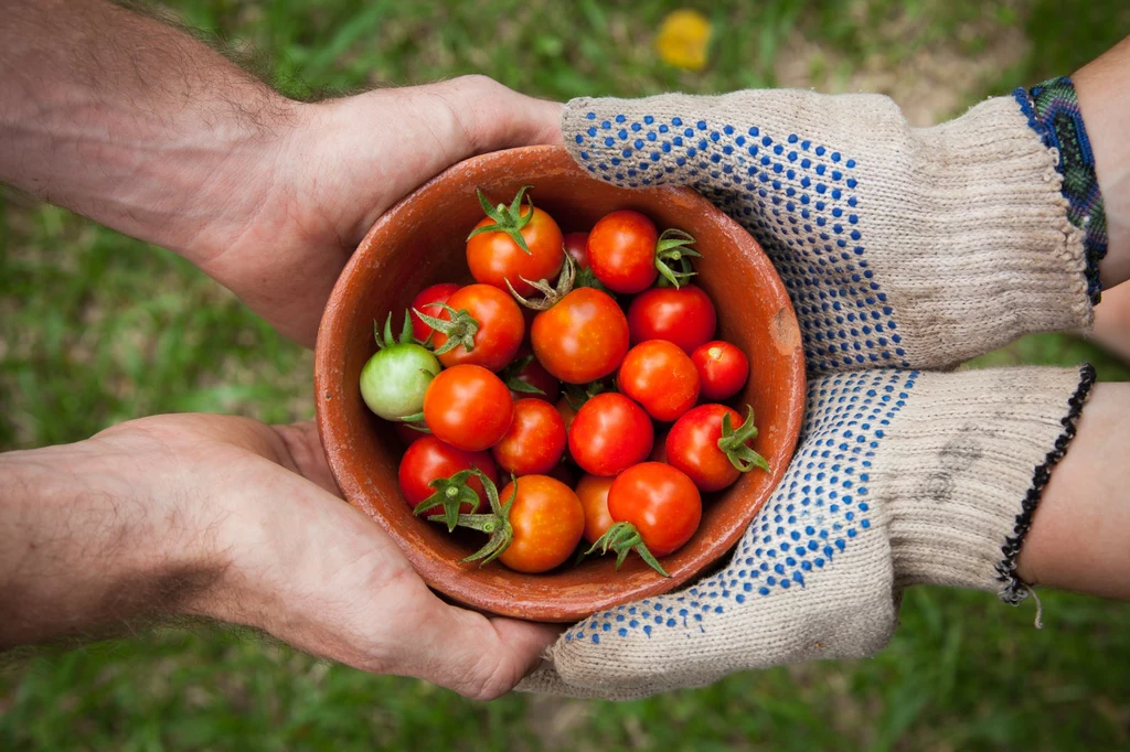 pomidory - jak podlewać, aby obficie rosły?