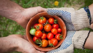 pomidory - jak podlewać, aby obficie rosły?